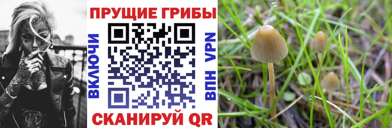 закладка  Кологрив  Галлюциногенные грибы Magic Shrooms 